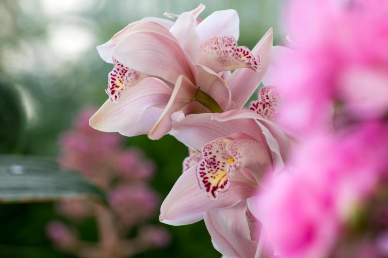 胡蝶蘭 花びら 病気 イメージ