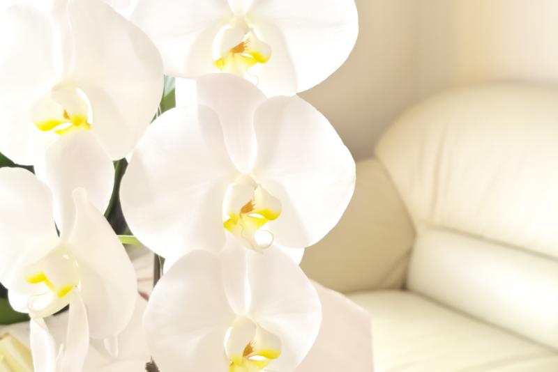 胡蝶蘭の花びらを病気にさせないための予防策