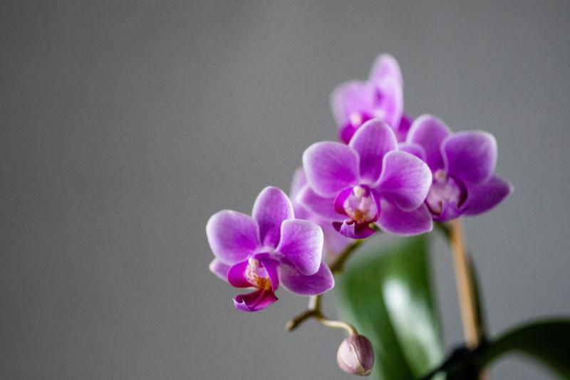 胡蝶蘭の花びらの病気と劣化の見分け方