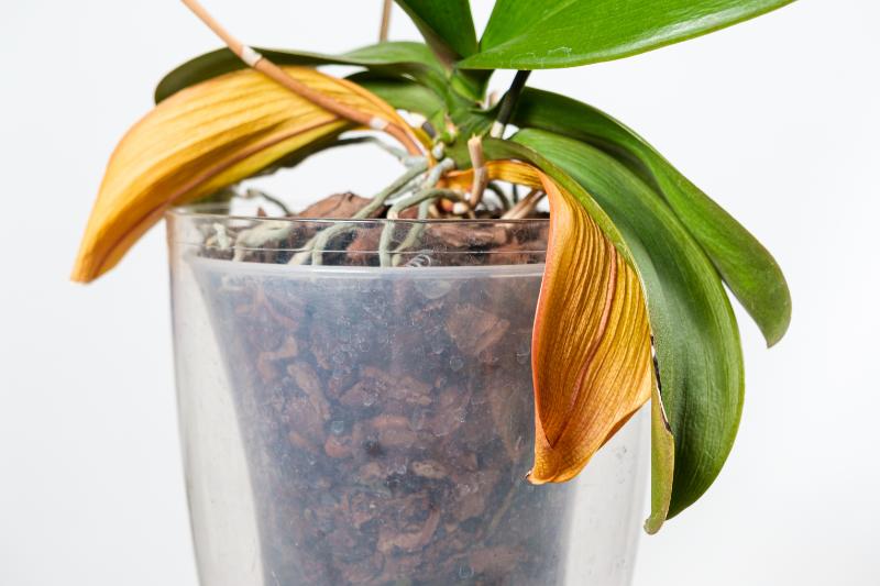 胡蝶蘭に害虫がつくとどうなる？