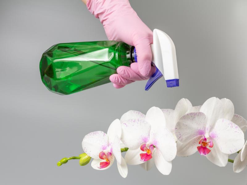 胡蝶蘭に害虫を寄せ付けない予防策