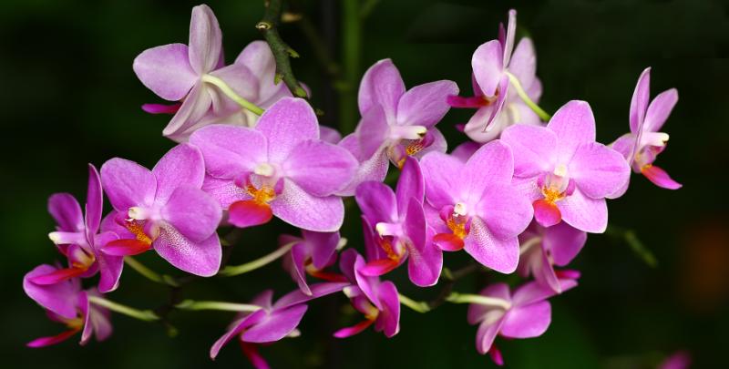 胡蝶蘭 ファレノプシス イメージ