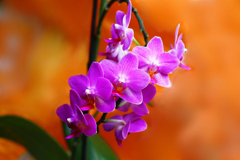 胡蝶蘭 イメージ