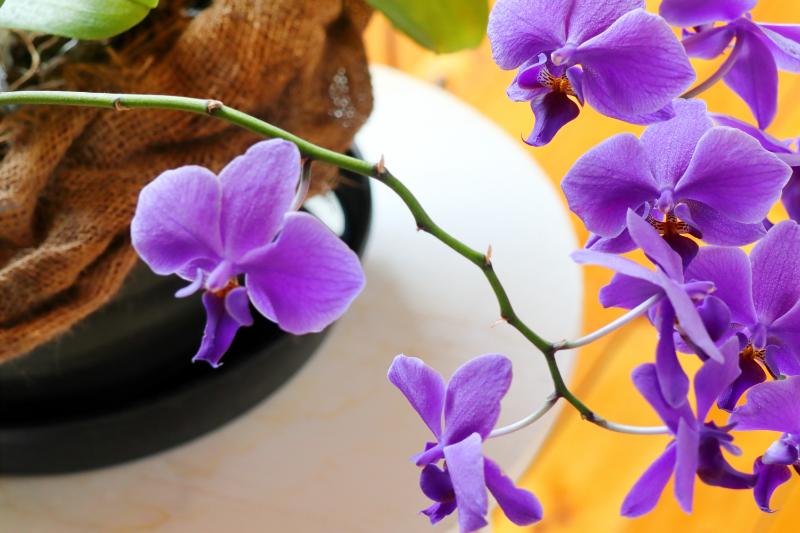 ファレノプシスとは？