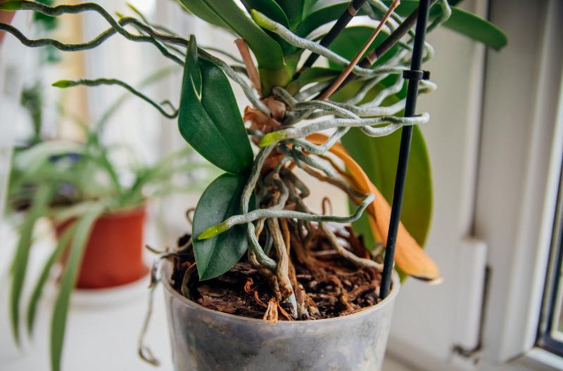 胡蝶蘭をバークで育てる際のポイント