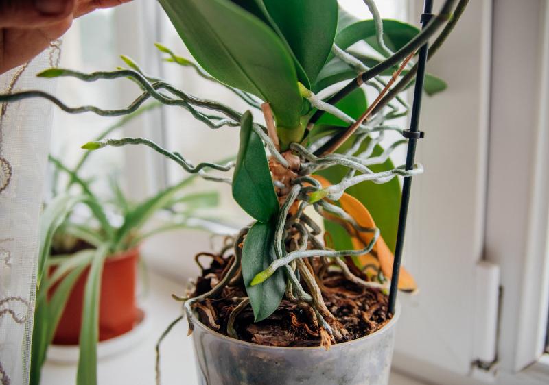 胡蝶蘭の水やりでよくある失敗と対処法