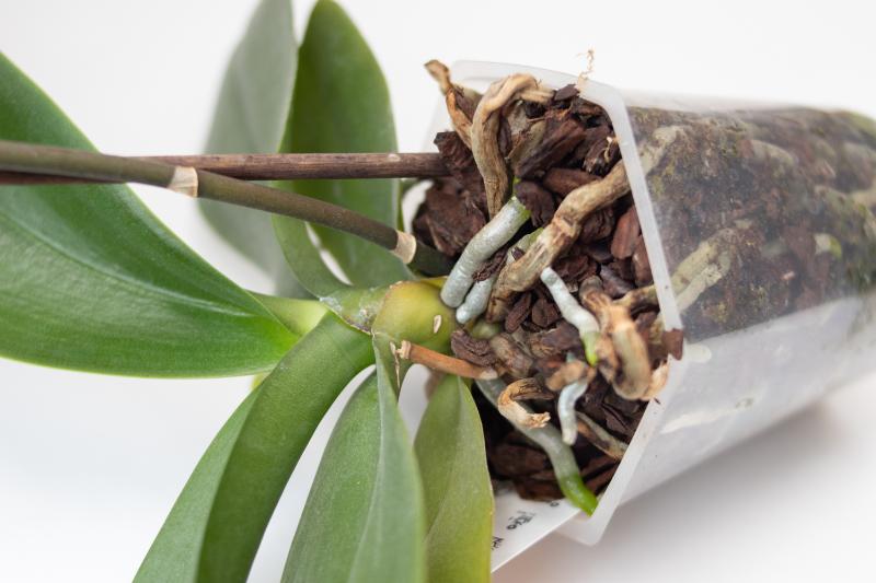 胡蝶蘭 植え替え イメージ