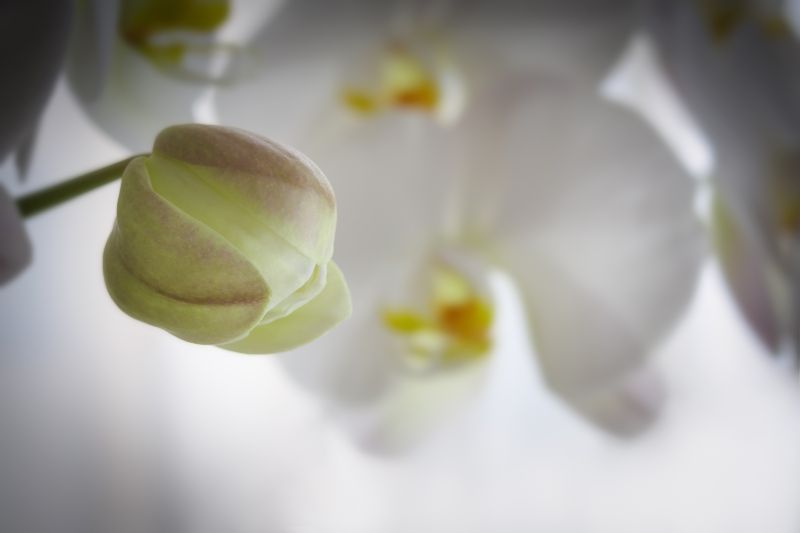 胡蝶蘭の花芽