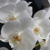 胡蝶蘭の花言葉とは？色別の意味や贈り物に選ばれる理由などを紹介