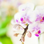 胡蝶蘭の花を長く持たせる方法と育てるコツ