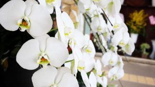 受賞祝いに胡蝶蘭を贈るなら？選ばれる理由やおすすめの選び方などを解説