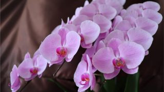 胡蝶蘭に肥料は必要？与えるときの種類や最適な時期などを解説