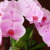 胡蝶蘭の葉に出る病気とは？症状別の対処法やおすすめの予防策を紹介