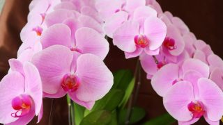 胡蝶蘭の葉に出る病気とは？症状別の対処法やおすすめの予防策を紹介