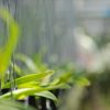 胡蝶蘭に発生する害虫とは？主な種類や駆除法などを紹介
