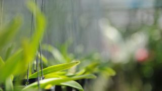 胡蝶蘭に発生する害虫とは？主な種類や駆除法などを紹介