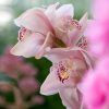 胡蝶蘭の花びらに病気？症状の見分け方や病気になる原因などを解説