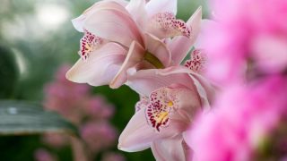 胡蝶蘭の花びらに病気？症状の見分け方や病気になる原因などを解説