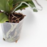 胡蝶蘭の根っこが病気？主な症状や対処法などを徹底解説