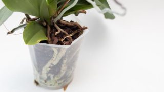 胡蝶蘭の根っこが病気？主な症状や対処法などを徹底解説