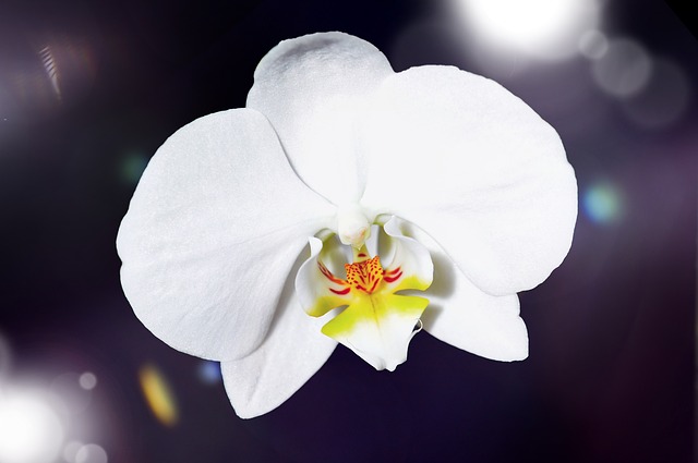 胡蝶蘭の花ってよく見るけど育てられるの？贈り物だけでない胡蝶蘭の魅力
