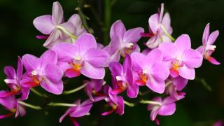 ファレノプシスとは？胡蝶蘭との関係や意味などを分かりやすく解説