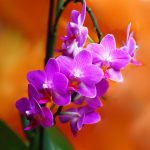 胡蝶蘭の水やり方法とは？主な頻度や季節ごとのコツなどを解説