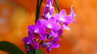 胡蝶蘭の水やり方法とは？主な頻度や季節ごとのコツなどを解説