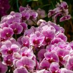 胡蝶蘭をバークで育てるには？メリット・デメリットや植え替え手順などを解説