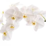 胡蝶蘭をミズゴケで育てるには？メリット・デメリットや植え替え手順などを解説