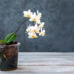 ミニ胡蝶蘭とは？主な特徴やおすすめの贈り方などを紹介