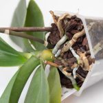 胡蝶蘭の植え替えの種類とは？適した時期や土の選び方などを紹介