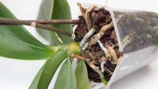 胡蝶蘭の植え替えの種類とは？適した時期や土の選び方などを紹介