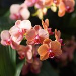 マイクロ胡蝶蘭とは？魅力や向いている利用シーンなどを解説