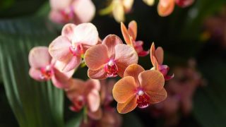 マイクロ胡蝶蘭とは？魅力や向いている利用シーンなどを解説