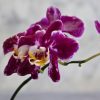 胡蝶蘭が枯れる原因は？見極め方と枯れたときの対処法などを解説