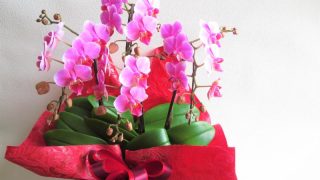 お祝いでよく選ばれる胡蝶蘭とは？基本情報やサイズ別の特徴などを解説