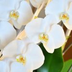 胡蝶蘭の寿命はどれくらい？長く楽しむための管理方法などを分かりやすく解説