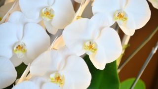 胡蝶蘭の寿命はどれくらい？長く楽しむための管理方法などを分かりやすく解説