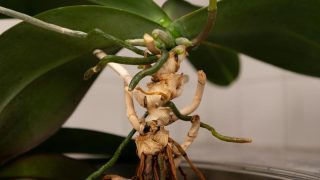 胡蝶蘭の根はどんな状態が正常？健康な見分け方と注意すべきサインを解説