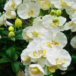 胡蝶蘭の花芽とは？出ない原因・見分け方・咲かせる管理方法まで徹底解説