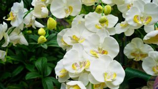 胡蝶蘭の花芽とは？出ない原因・見分け方・咲かせる管理方法まで徹底解説