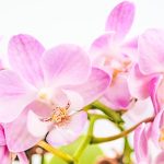 ピンクの胡蝶蘭が贈り物に選ばれる理由とは？花言葉やおすすめシーンなどを解説