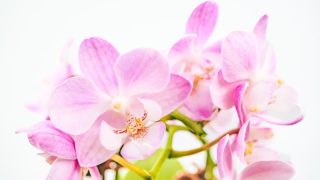 ピンクの胡蝶蘭が贈り物に選ばれる理由とは？花言葉やおすすめシーンなどを解説