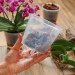 胡蝶蘭に土は使えない？適さない理由や植え込み材の選び方などを解説