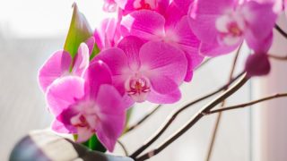 胡蝶蘭の花にはどんな特徴がある？咲く期間や魅力などを解説