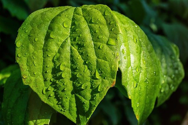 葉水の効果で胡蝶蘭を元気に育てる、簡単なコツ5選