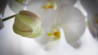 胡蝶蘭のつぼみが落ちる！原因と対策法はあるの？