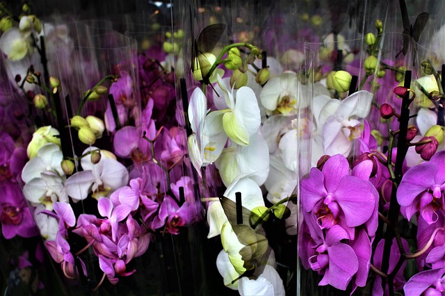 どうして胡蝶蘭はお祝い花として人気なの?
