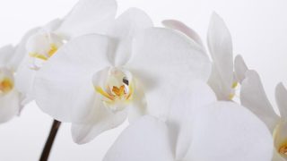 胡蝶蘭はいつの誕生花？色別で異なる花言葉なども紹介